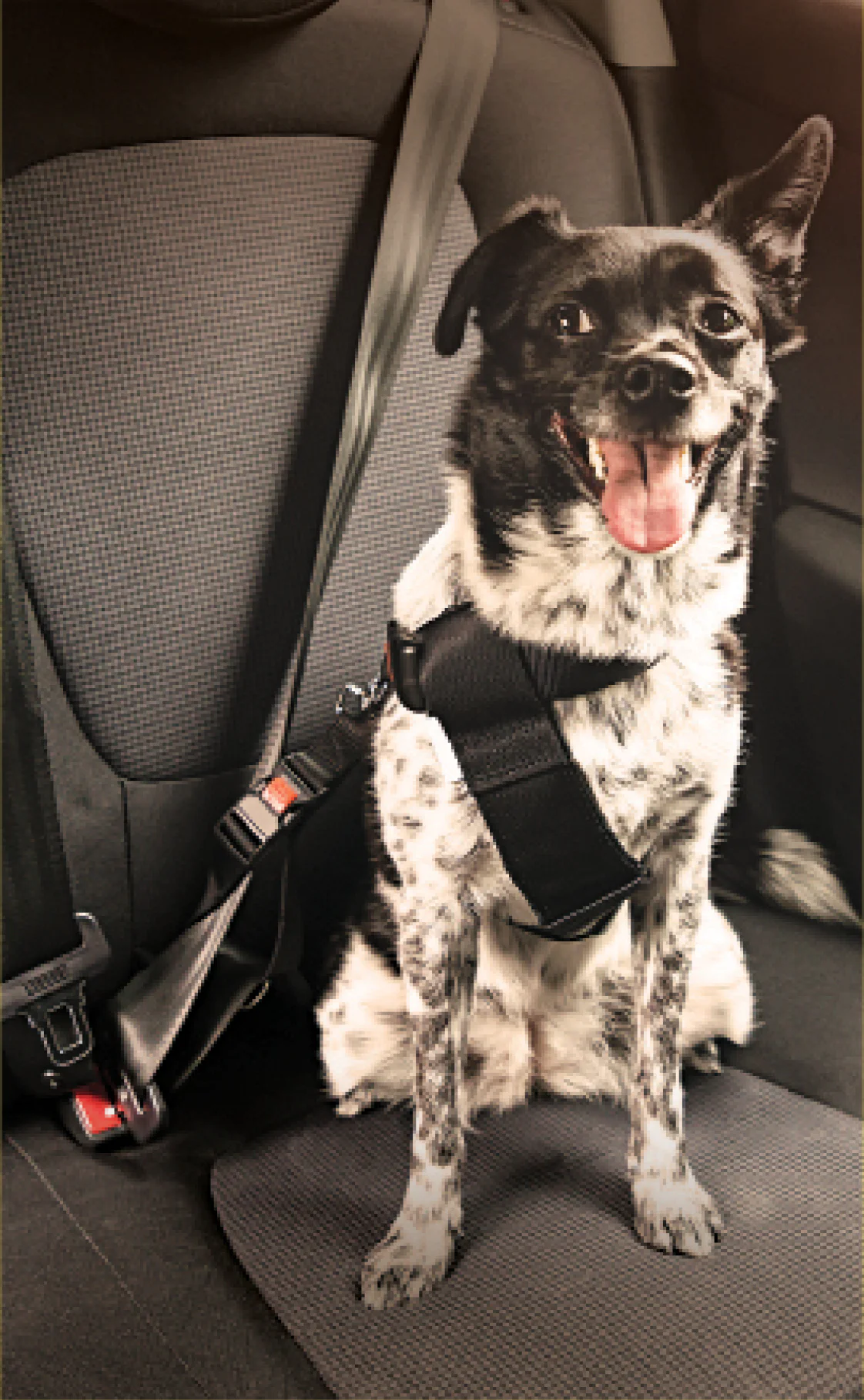Cão sentado em um assento de carro, preso com um cinto de seguranç.